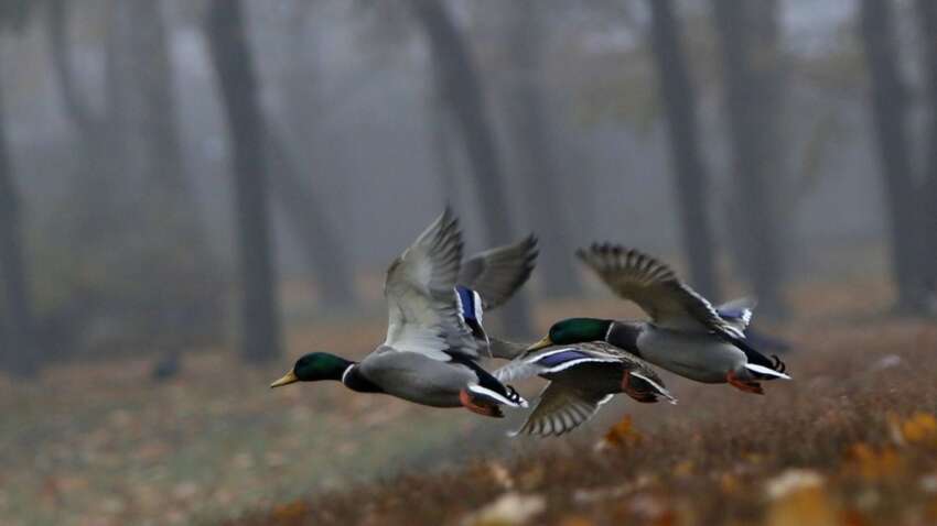 Какой церковный праздник 2 октября: три главные запреты дня Какой церковный праздник 2 октября: три главные запреты дня
