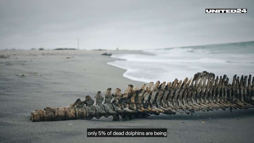 Росія створює екоцид в Україні. Померли тисячі тварин (ВІДЕО)