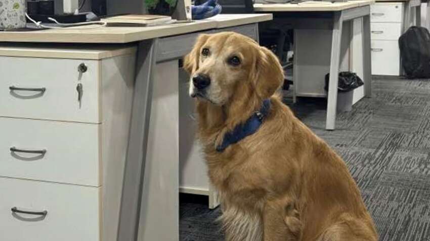 Лабрадор стал "директором отдела счастья" в индийской компании