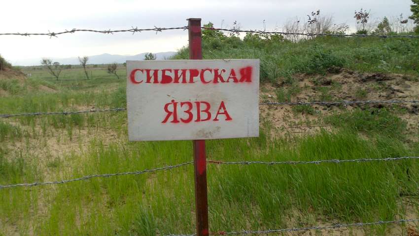В одній з країн Азії почався спалах сибірської виразки