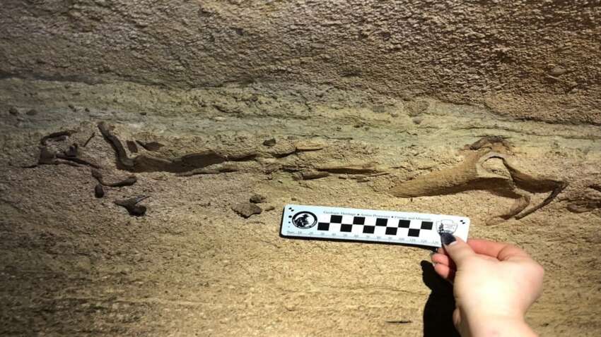 Ученые обнаружили неизвестный вид, который был спрятан в самой длинной пещере мира