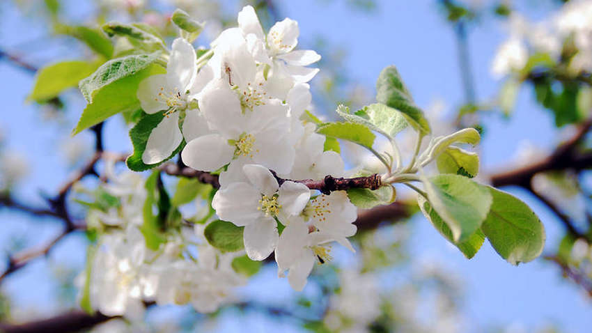 Всему виной стресс: в одной из областей Украины зацвели яблони