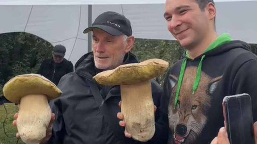 На Львівщині знайшли велетенські білі гриби: вражаючі кадри На Львівщині знайшли велетенські білі гриби: вражаючі кадри