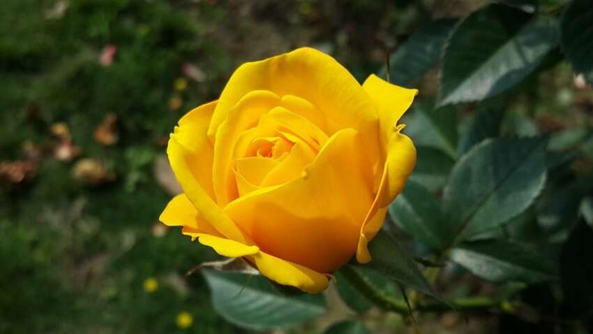 Вчені з'ясували, якого кольору були перші троянди