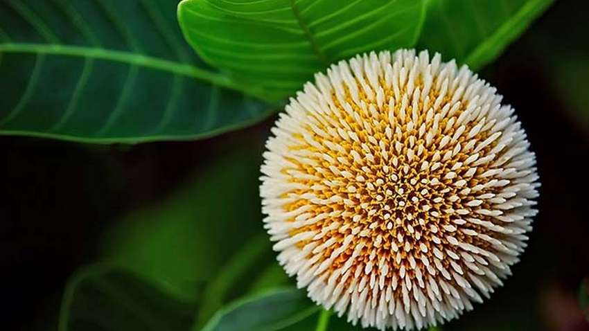 Знайдено рослину, яка успішно бореться з раком