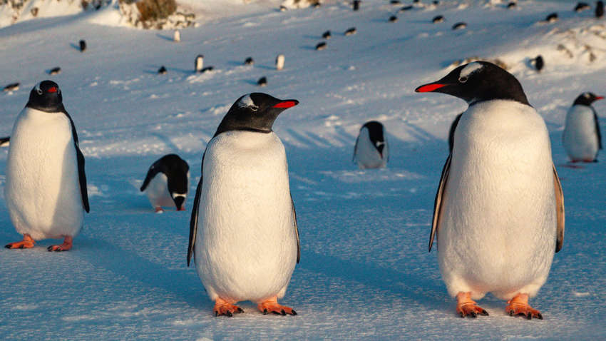 Стала известна реакция военных на скандал вокруг финансирования исследования пингвинов   Стала известна реакция военных на скандал вокруг финансирования исследования пингвинов