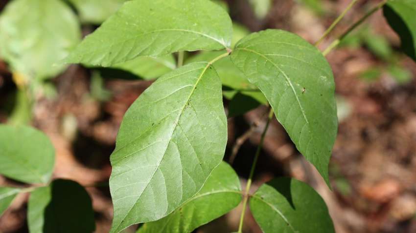 Ядовитый плющ - чем опасна встреча с растением