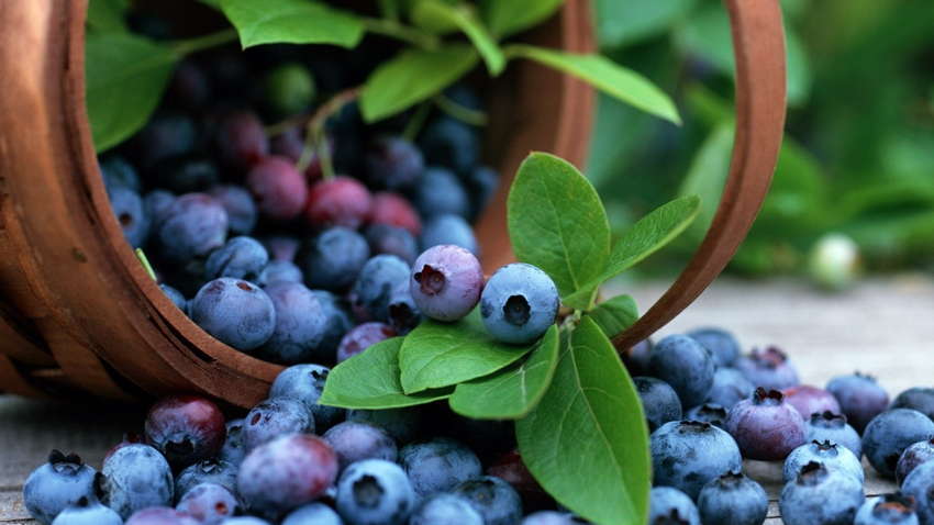 В Арабские Эмираты отправилась украинская ягода