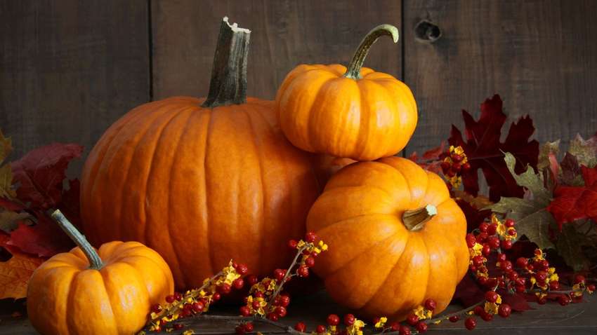 Самая большая в мире: в Италии вырастили гигантскую тыкву (ФОТО)