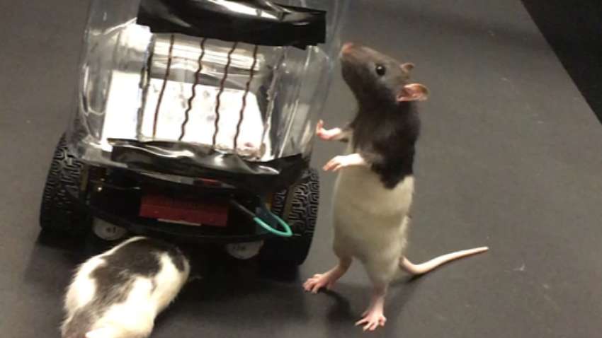  Американці навчили щурів водити маленькі машинки