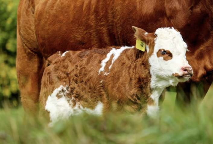 Попри війну, українські аграрії розпочали експорт у 12 країн світу: що й куди