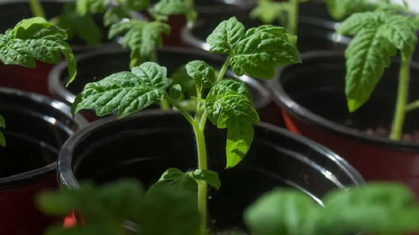 Урожая будут завидовать все: назван неожиданный способ подкормить рассаду