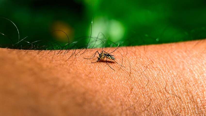 Опасная тропическая инфекция угрожает почти всей Европе: детали