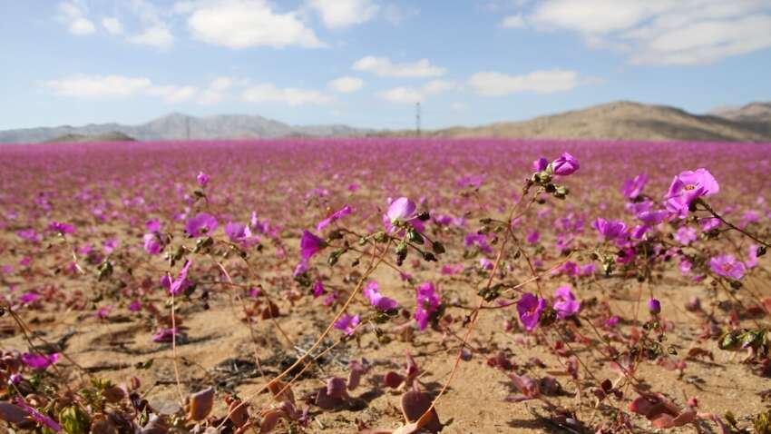 В самой сухой пустыне мира расцвели цветы: фото редкого явления В самой сухой пустыне мира расцвели цветы: фото редкого явления