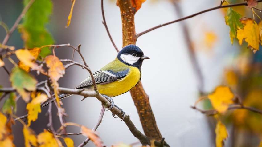 Холодно і морозно: погода на 12 листопада