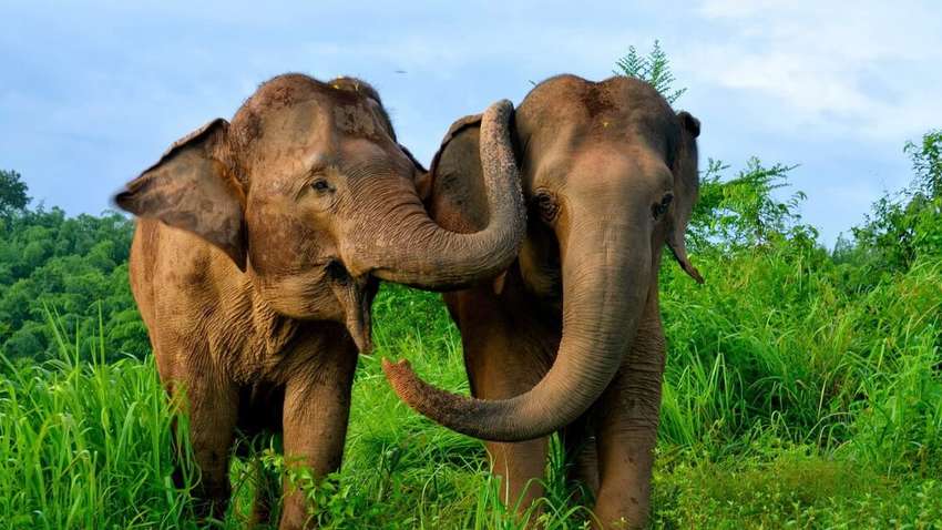 Серед безробітних в Таїланді опинилися більше 100 слонів