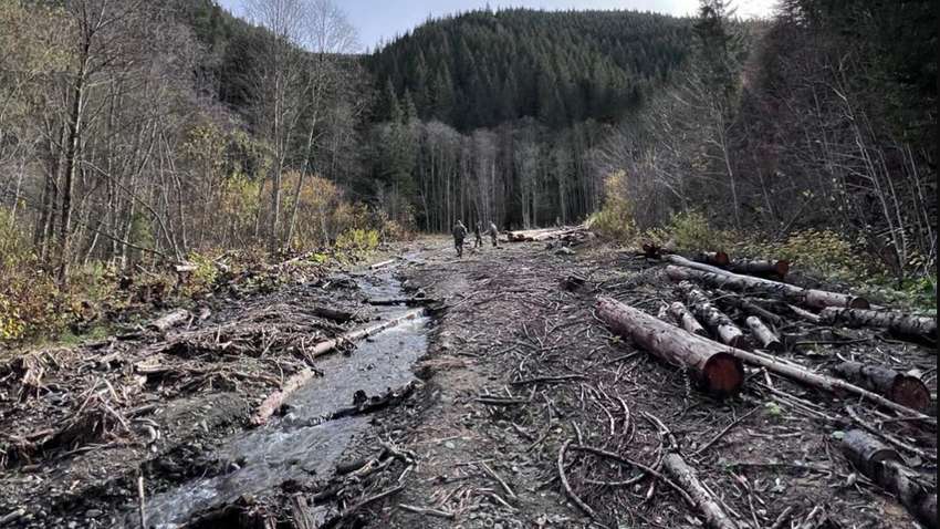 В заповедной зоне на Прикарпатье годами незаконно вырубали деревья: кто организовал схему
