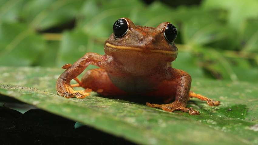Лягушка имени Греты Тунберг: ученые обнаружили новый вид животных (ФОТО) 