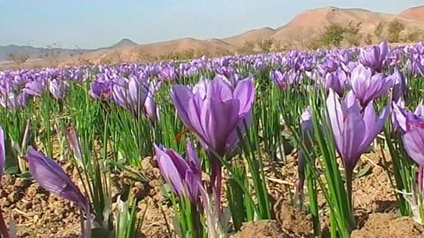 ТОП 4 интересных факта про шафран