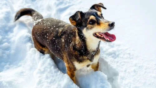 Где зимой опасно выгуливать собаку: советы кинолога Где зимой опасно выгуливать собаку: советы кинолога