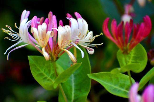 Свята та прикмети: що робити та чого уникати 3 червня Свята та прикмети: що робити та чого уникати 3 червня