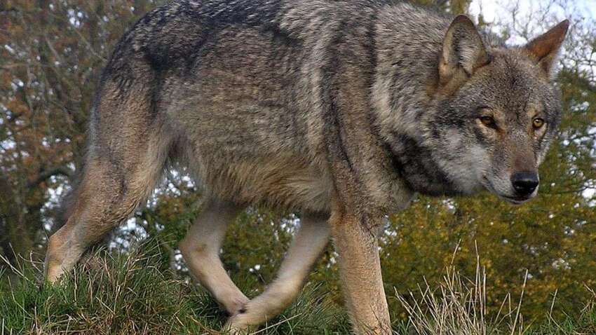 В Хмельницкой области собрались отстреливать волков – хищники нападают на домашних животных
