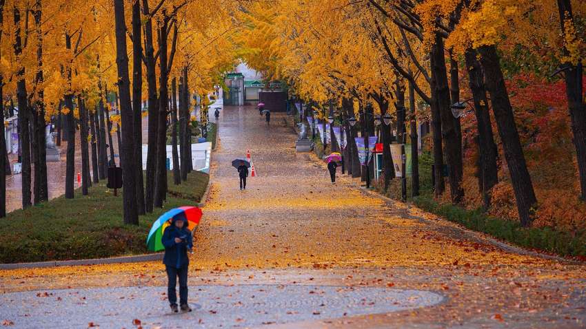 Синоптики рассказали, когда в Украине существенно похолодает