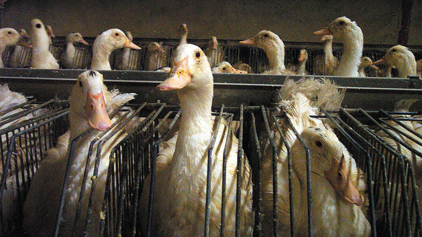 Из меню ресторанов Нью-Йорка исчезнет фуа-гра