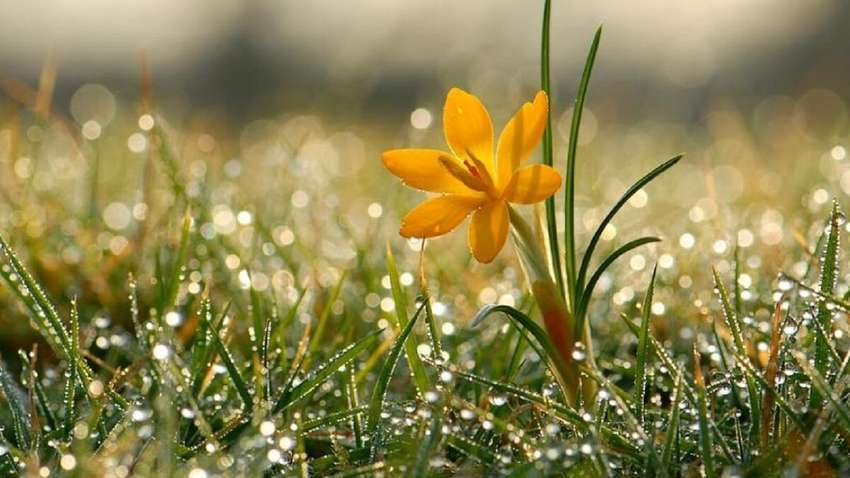 Погода в Україні на 27 квітня: у яких регіонах можливі опади