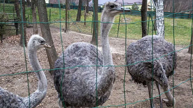 Страусы Януковича на грани вымирания: скандал в Межигорье Страусы Януковича на грани вымирания: скандал в Межигорье