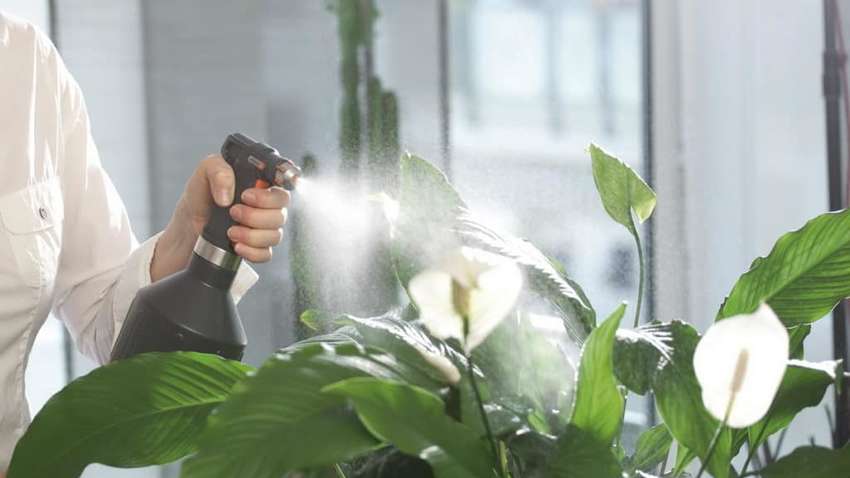 У США дівчина два роки доглядала за квіткою в горщику, а потім з'ясувала, що вона штучна