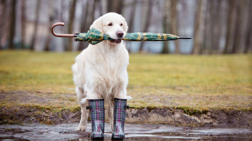 Украину накроют дожди с грозами и похолодает