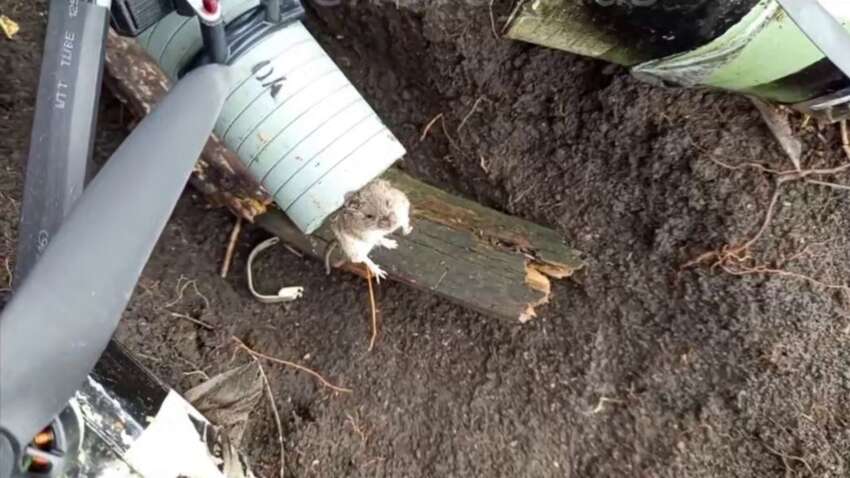 Росіяни знущаються з тварин на фронті Росіяни знущаються з тварин на фронті