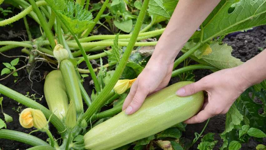 Посадите так – и кабачки завалят урожаем: секреты, молча знающие опытные огородники