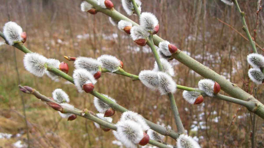Что важно знать о Лазаревой субботе: строгие запреты дня