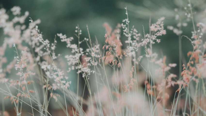 Синоптики попередили про пожежну небезпеку: які області під загрозою