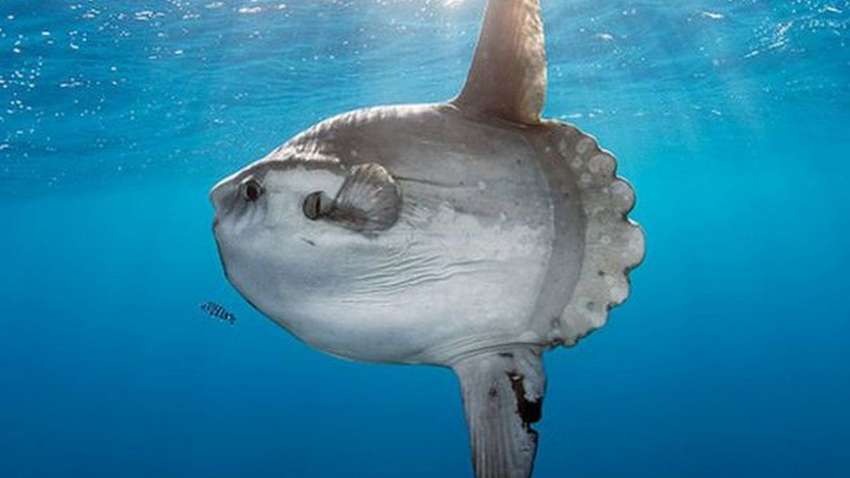 Это надо видеть: поймана рыба весом в две тонны (ВИДЕО) Это надо видеть: поймана рыба весом в две тонны (ВИДЕО)