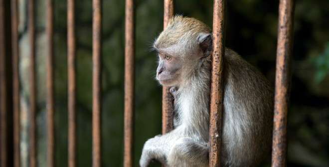 В Китае обезьяна использовала орудие труда для побега из вольера