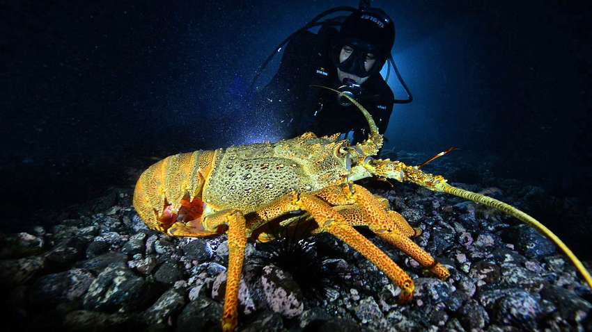 "Реве", як турбореактивний літак: вчені назвали найгучнішу істоту на планеті