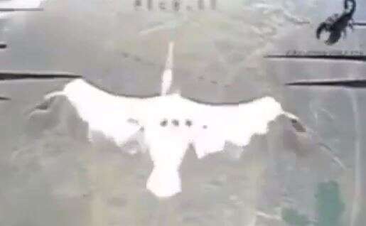 Окупанти FPV-дроном збили лелек над Україною (ВІДЕО) Окупанти FPV-дроном збили лелек над Україною (ВІДЕО)