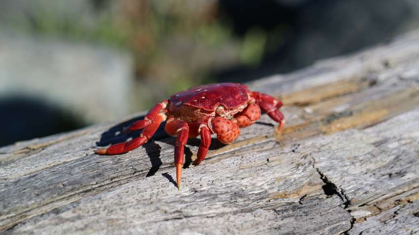 Австралийский остров заполонили миллионы крабов: власти перекрывают дороги (ФОТО) 