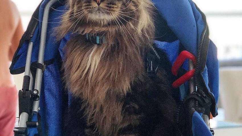 В Италии живет самый длинный кот в мире. Как он выглядит (Фото)