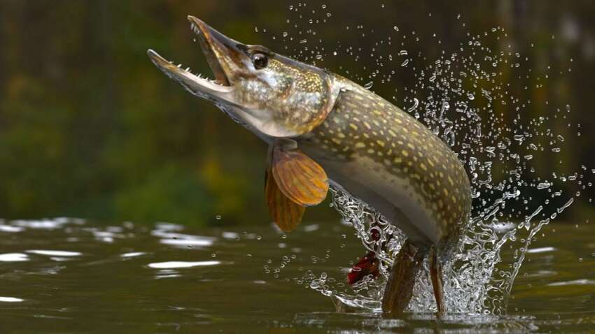 Рыбаков предупредили: с 1 апреля новые правила – за нарушение придется платить тысячи