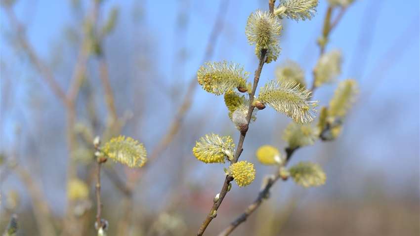 Прогноз погоди на суботу: в Україні тепло і без опадів