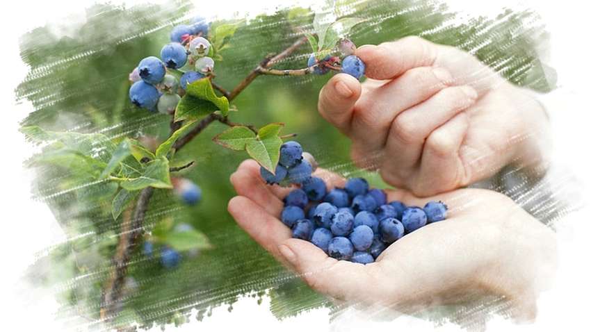 ФОТОФАКТ: Из Чернобыльской зоны пытались вывезти сотни килограммов радиоактивных ягод ФОТОФАКТ: Из Чернобыльской зоны пытались вывезти сотни килограммов радиоактивных ягод