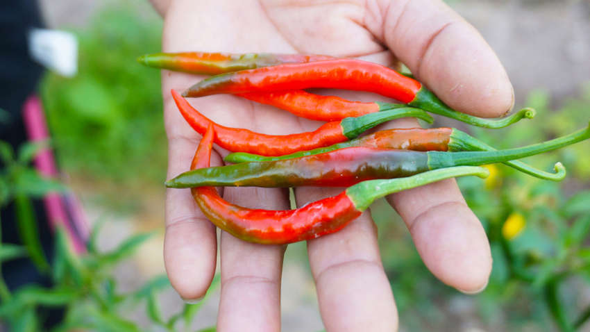 В Індії ув'язнені втекли за допомогою спецій