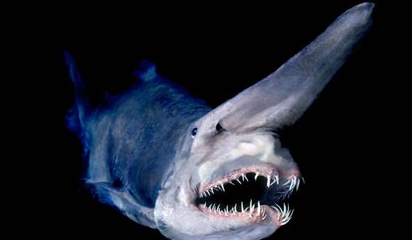 Моторошна акула-гоблін: вчені мало що про неї знають Моторошна акула-гоблін: вчені мало що про неї знають