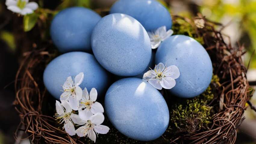 Бросить яйца в кипяток и получить синие пасхальные яйца без химии: нужен только один ингредиент Бросить яйца в кипяток и получить синие пасхальные яйца без химии: нужен только один ингредиент