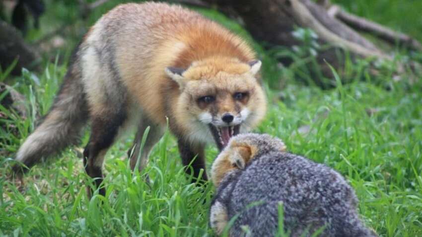 "Все случаи завершились смертью": в Украине стремительно растет количество случаев бешенства "Все случаи завершились смертью": в Украине стремительно растет количество случаев бешенства