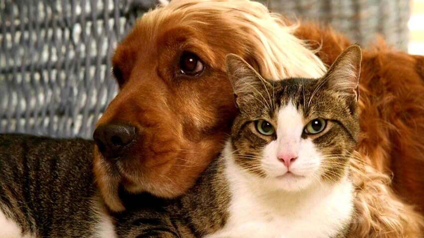 Новый закон Украины о животных: важно знать всем хозяевам хвостатиков